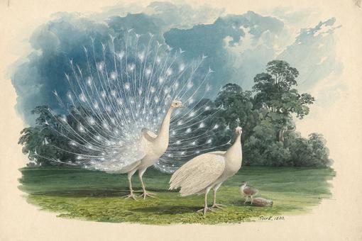 Illustration of a pair of white peacocks with two young, male peacock beats a feather wheel