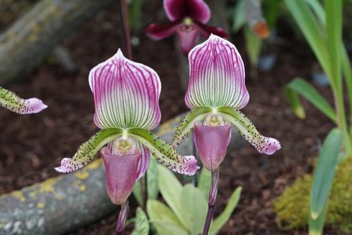 Photo of a pink-green-white lady's slipper orchid Paphiopedilum 