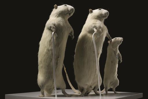 Das Foto zeigt drei weiße Ratten vor schwarzem Hintergrund. Die Ratten stehen aufrecht und halten kleine weiße Gehstöcke in jeweils der rechten Hand