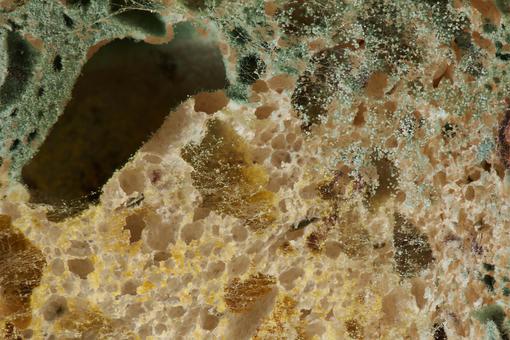 The photo shows a close-up of a heavily moldy piece of bread