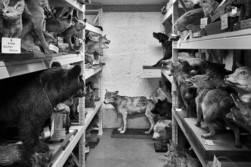 Schwarzweiß-Foto eines Raumes im Depot des Museums, der mit zahlreichen Tierpräperaten von Wölfen, Füschen, Hunden, etc. gefüllt ist