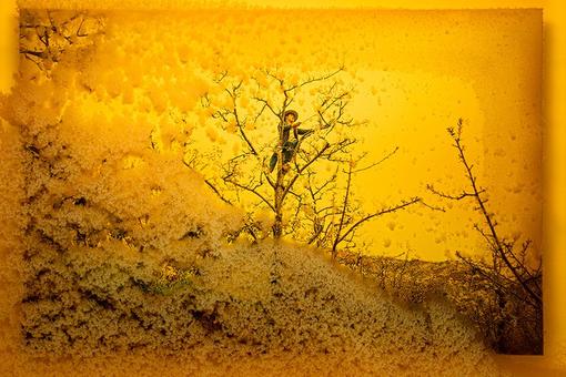 Ein gelbes Bild, das im Vordergrund Honigwaben und im Hintergrund einen chinesischen Arbeiter auf einem Baum beim Bestäuben zeigt