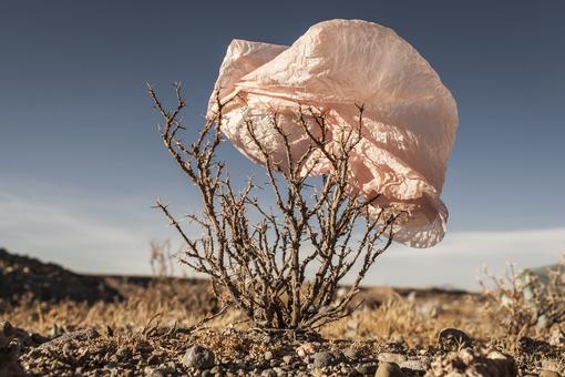 Foto eines Dornenbusches in der Wüste, in dem sich ein lachsfarbener Plastiksack verfangen hat, im Hintergrund der blaue Himmel