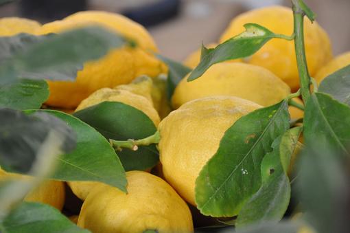 Detail shot of several large lemons