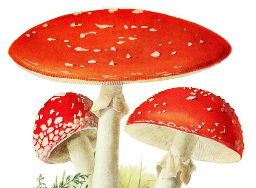 Fly agaric mushroom illustration