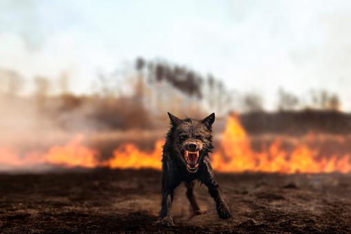 Das Foto zeigt einen dunkelbraunen, reudigen und die Zähne fletschenden Hund, der sehr gefährlich in die Kamera blickt. Im Hintergrund ein brennendes Feld und Wald