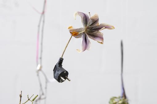 Foto einer verblühenden lilafarbenen Lilienblüte auf weßem Hintergrund, als Stiel dient ein Kabel mit Elektrostecker