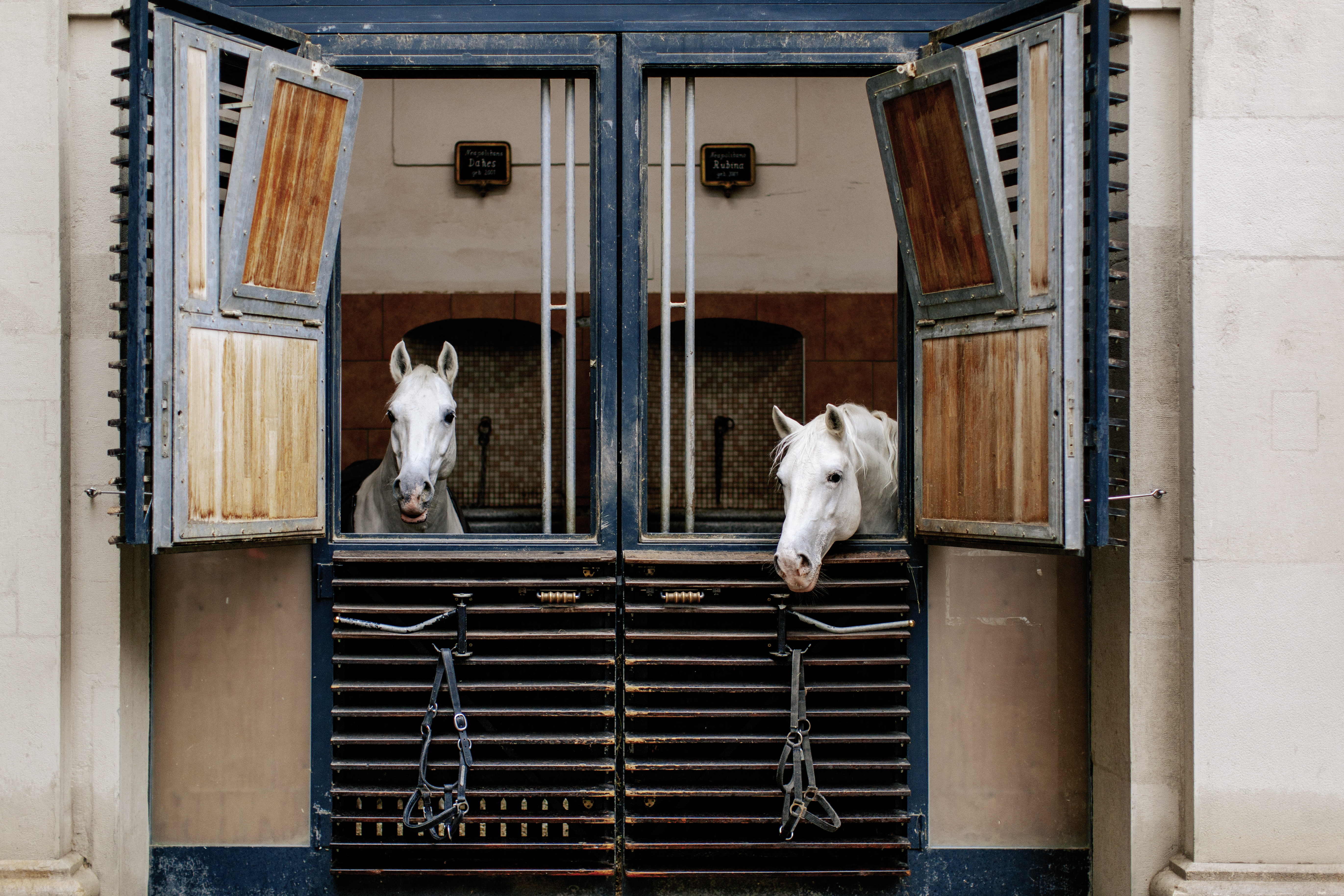 Das Foto zeigt zwei Lipizzanerhengste, die in der Stallburg der Spanischen Hofreitschule aus ihren Pferdeboxen schauen