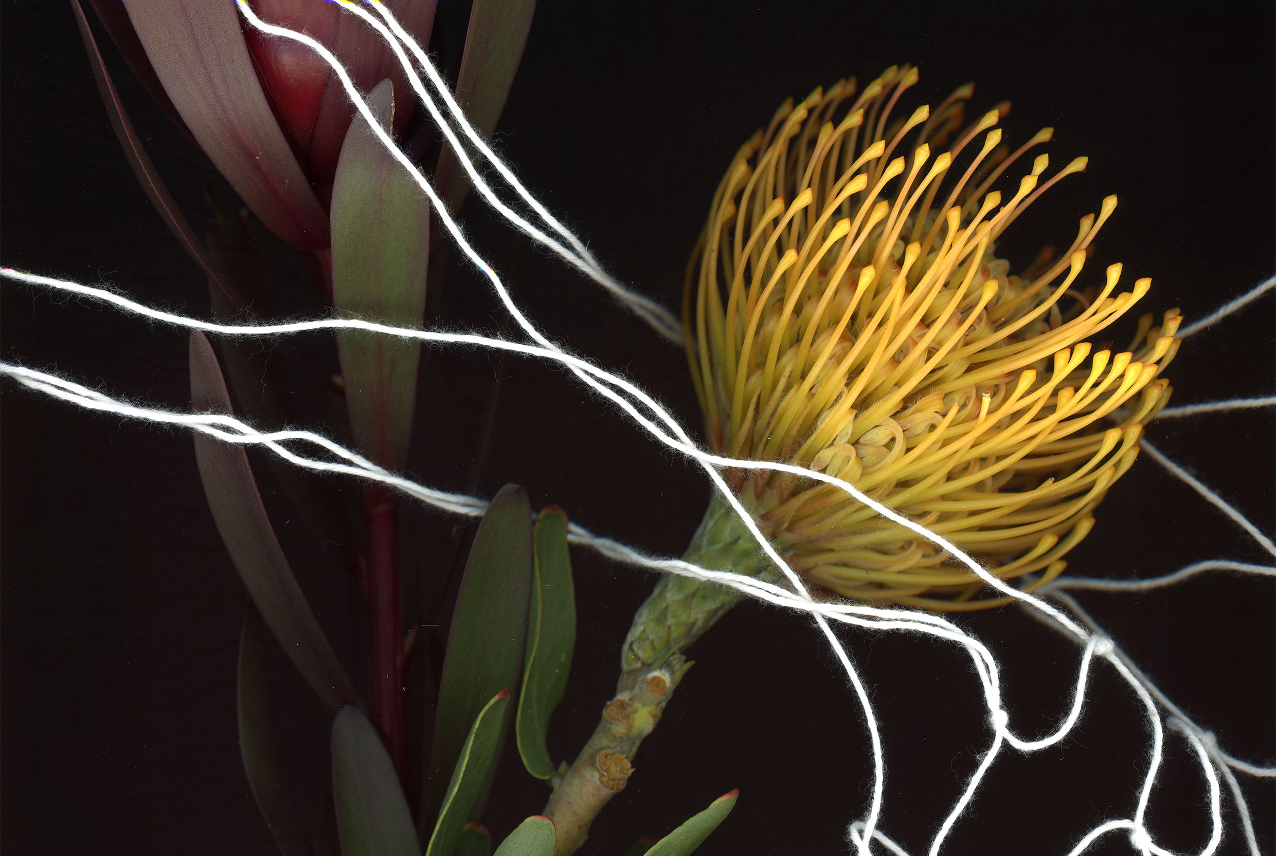 © Wie-yi T. Lauw / Weltmuseum Wien Photo of yellow exotic plant against black background, white threads stretched around the plant