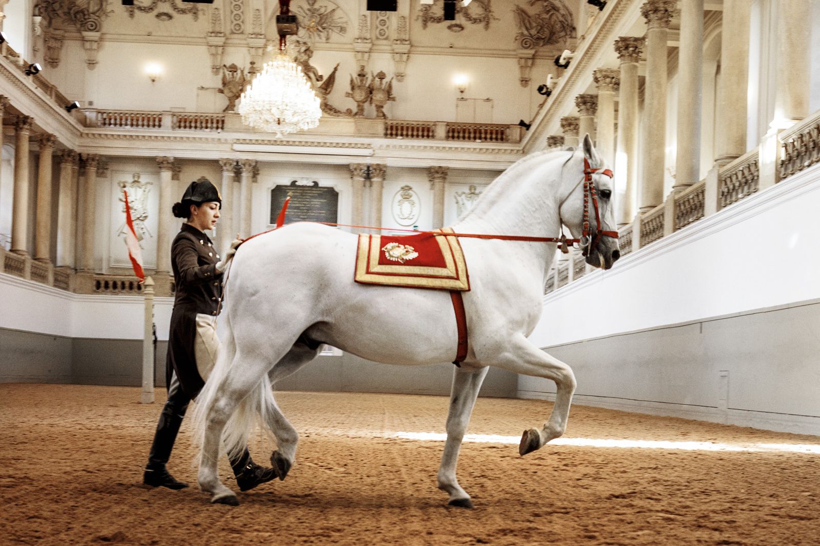 © Spansiche Hofreitschule / Peter Rigaud The photo shows a Lipizzaner stallion with his rider during a demonstration at the Spanish Riding School